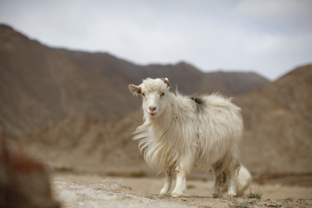 Capra Hircus goat, for cashmere