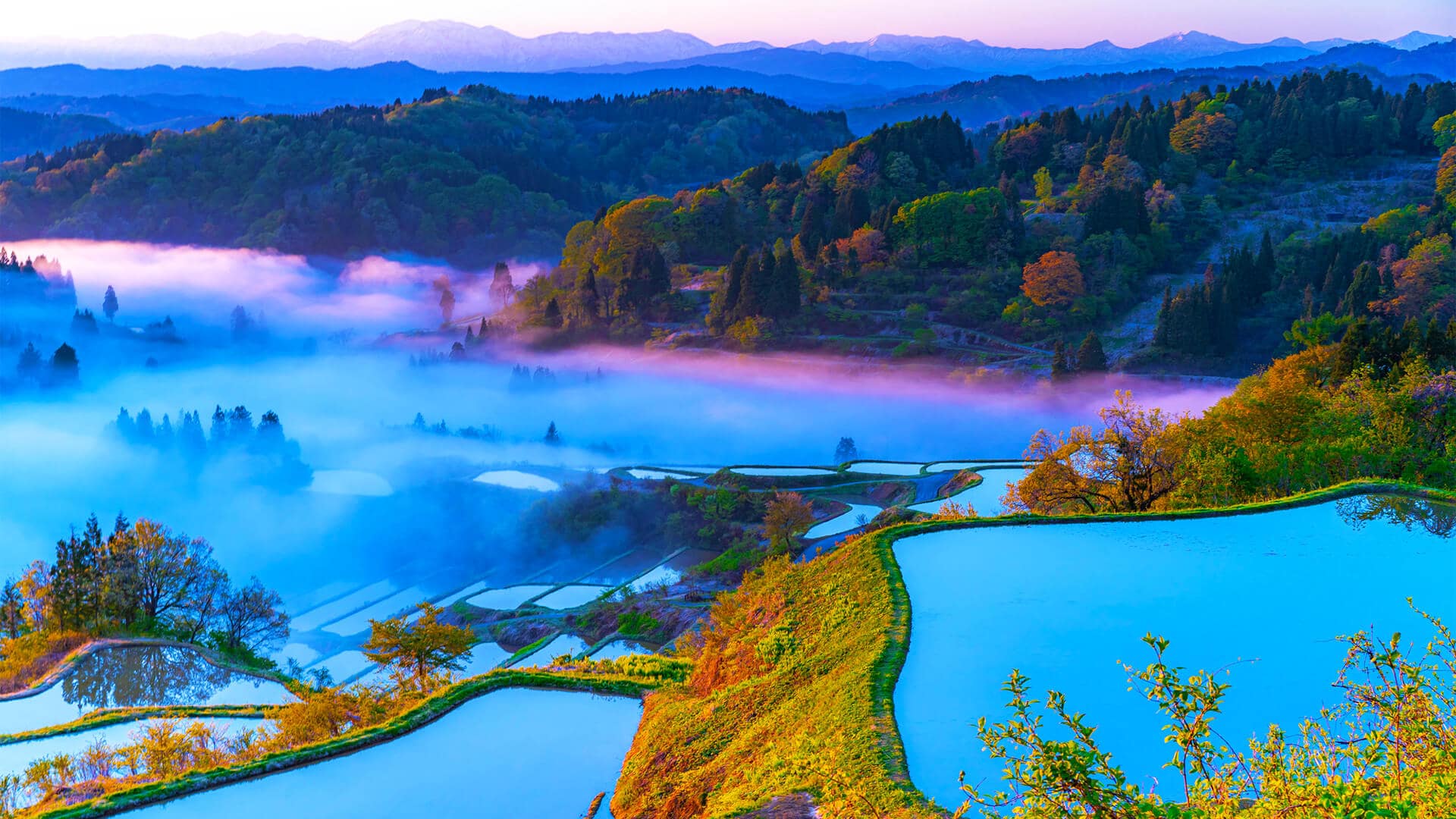 Niigata, cashmere