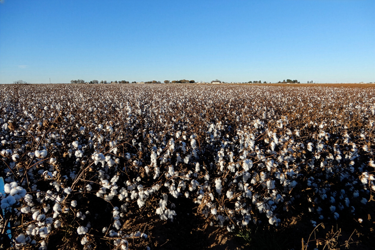 Raw cotton for Japanese denim